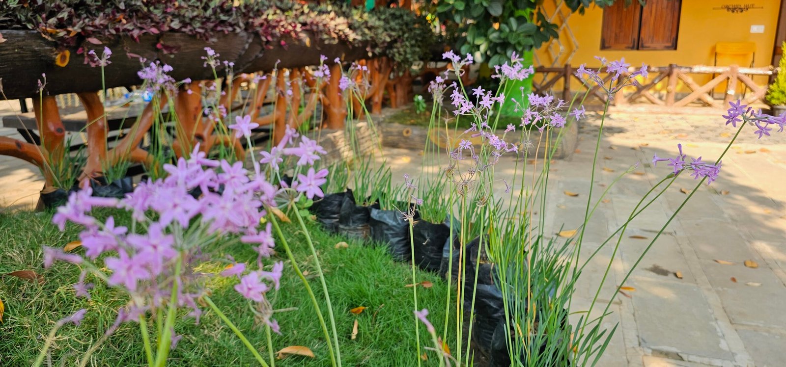 Gifting Garden Collection 3