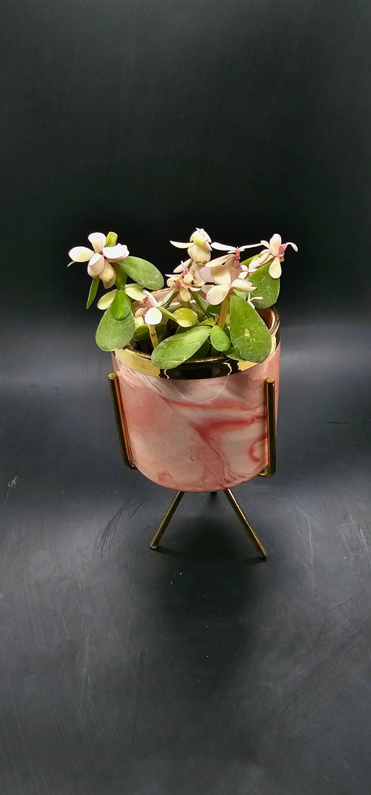 Gifting Garden Collection 4
