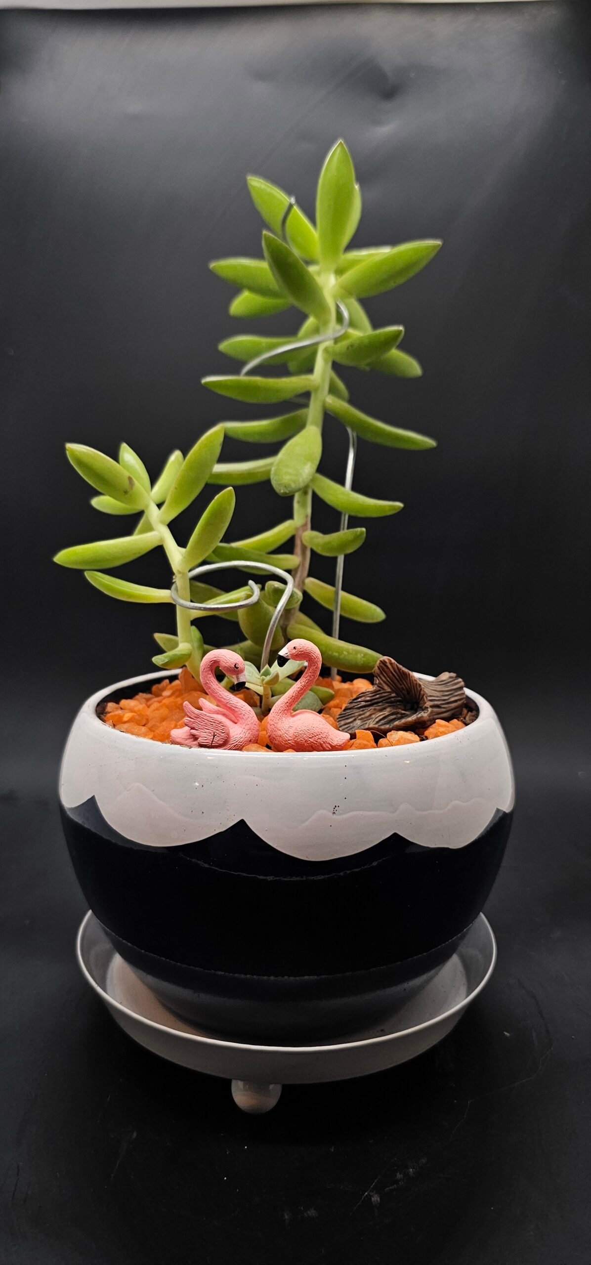 Gifting Garden Collection 5