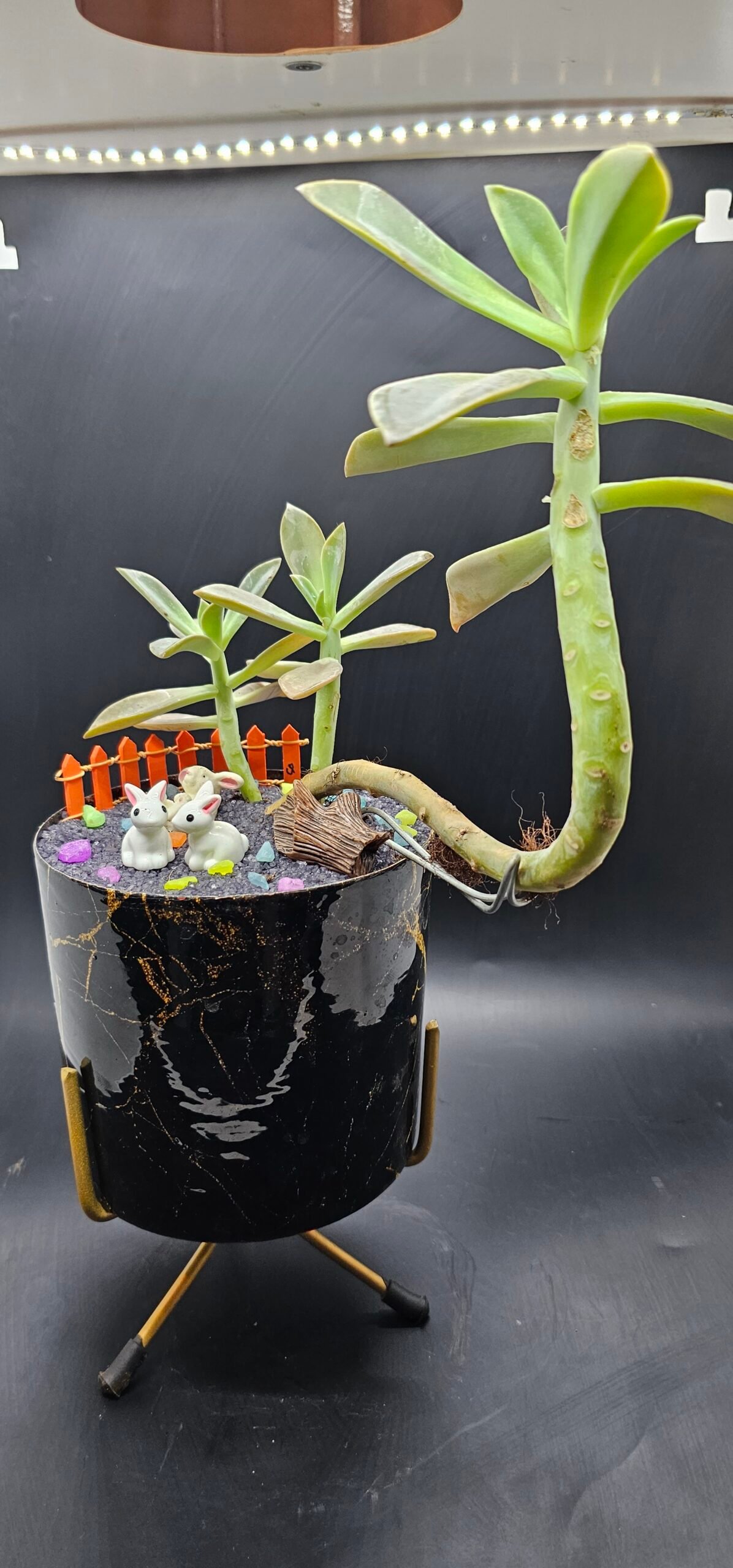 Gifting Garden Collection 6