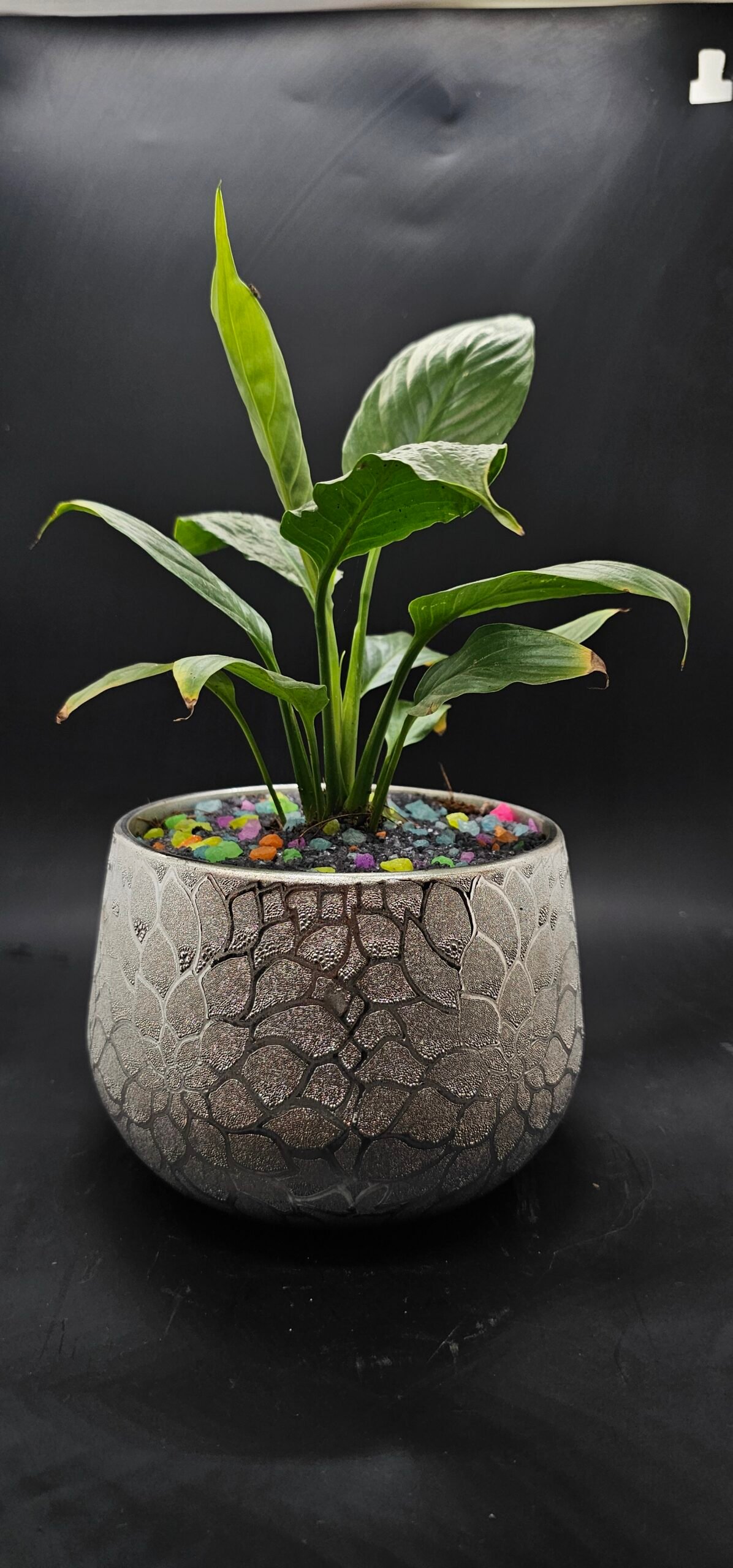 Gifting Garden Collection 13
